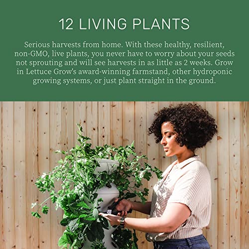 Lettuce Grow Outdoor Seedlings Bundle - Live Plants To Kickstart Outdoor Growing - Not Seeds Or Pods - Living Plants For Hydroponic Growing Systems Or Traditional Gardens - Non-Gmo #TOP1