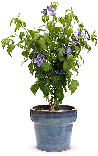 1 Gal. Blue Chiffon Rose of Sharon (Hibiscus) Live Shrub, Blue Flowers - Thumbnail 7