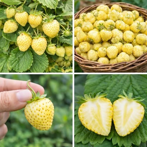 100 semi di fragole gialle – varietà antica rifiorente – fragole dolci e decorative – ideali per orto, vaso e balcone – coltivazione facile