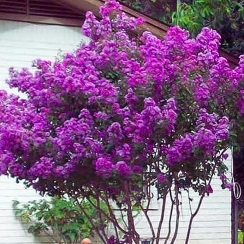 Royalty Crape Myrtle ~ Royal Purple Flowers in a Manageable