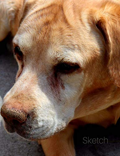 Sketch: 8.5 x 11 Large Sketchbook Journal, Adult Golden Retriever Cover, Unlined Blank Book for Sketching, Drawing, Doodling, Writing (Art Sketch Pad), 100 Durable Unruled Pages