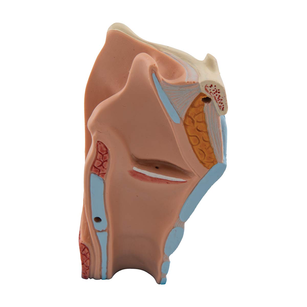 3B Scientific G22 Modello di Anatomia Umana Laringe, in 2 Parti + software gratuito di anatomia - 3B Smart Anatomy