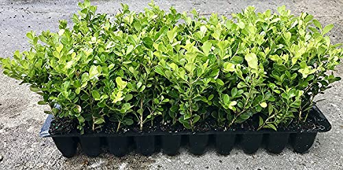 Japanese Boxwood | 40 Live Plants | Buxus Fast Growing Cold Hardy Evergreen Shrub #TOP4