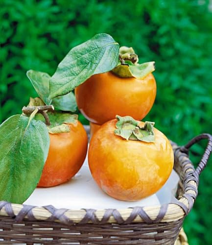BALDUR Garten 1x Winterharte Kaki, Sharon-Frucht, Pflanze im 2 Liter-Topf, Diospyros kaki, exotische Obst-Pflanze, Früchte essbar, saftig-süßes Fruchtfleisch, Aroma von Birne & Aprikose