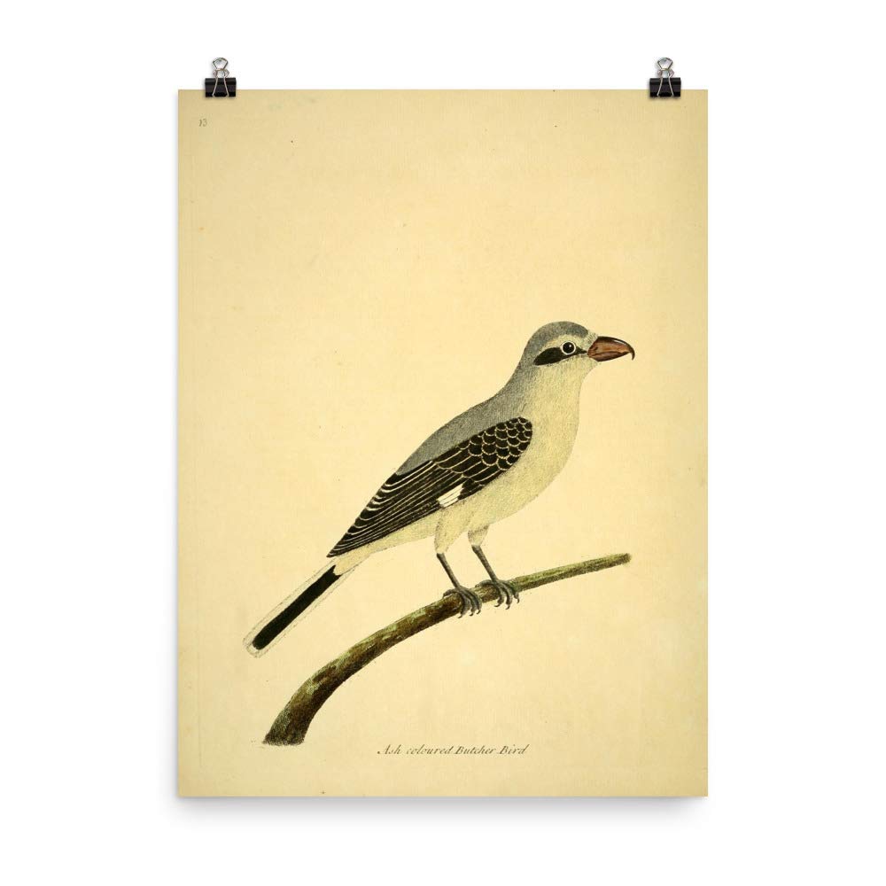 Dessin zoologie antique oiseau de boucher poster art mural frêne