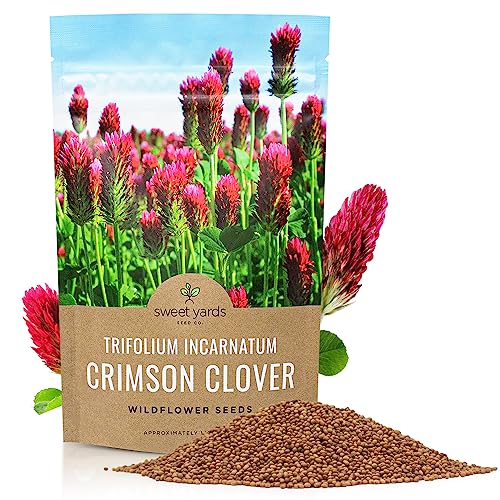 Crimson Clover Seeds Bulk Quarter Pound Bag Over 20 000 Open Pollinated Non-GMO Seeds Trifolium incarnatum