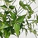werdecade 3Pcs Eucalyptus Stems Greenery Long Stems 33.4'' Eucalyptus Leaf Honeysuckle Spray Green Silk Plastic Plants for All Year Farmhouse Home Decoration (Green)