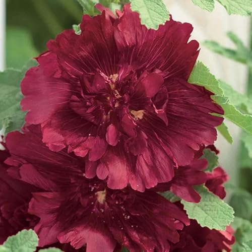 semi di malvarosa perenne resistente, malvarosa da giardino, rare, decorazione soggiorno da giardino roccioso decorativi resistenti 150pcs