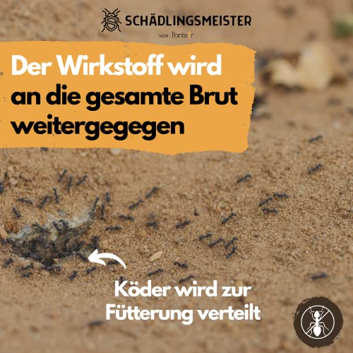 Ameisenköderdose Panteer – Effektive Bekämpfung von Ameisen