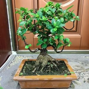 45 stuks ficus ginseng bonsaizaden, planten balkon, bloementuin (Ficus microcarpa) Bijenweidezaden, verhoogd tuinbed Vaste planten winterhard, zaden winterhard Bonsai, bodembedekkerzaden