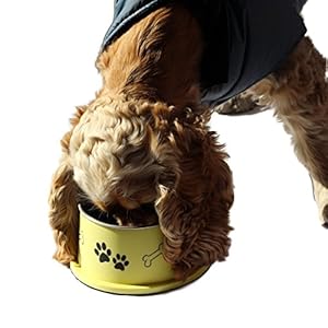 Spaniel-Bowl-for-Long-Ear-Dog-Ergonomic-Personalized-Custom-Design-Bowls-NO-Tip-Stainless-Dish-Medium-17oz-63-x-53-x-30inch-Banana-Yellow - Cucciolini Doodles   Spaniel-Bowl-for-Long-Ear-Dog-Ergonomic-Personalized-Custom-Design-Bowls-NO-Tip-Stainless-Dish-Medium-17oz-63-x-53-x-30inch-Banana-Yellow