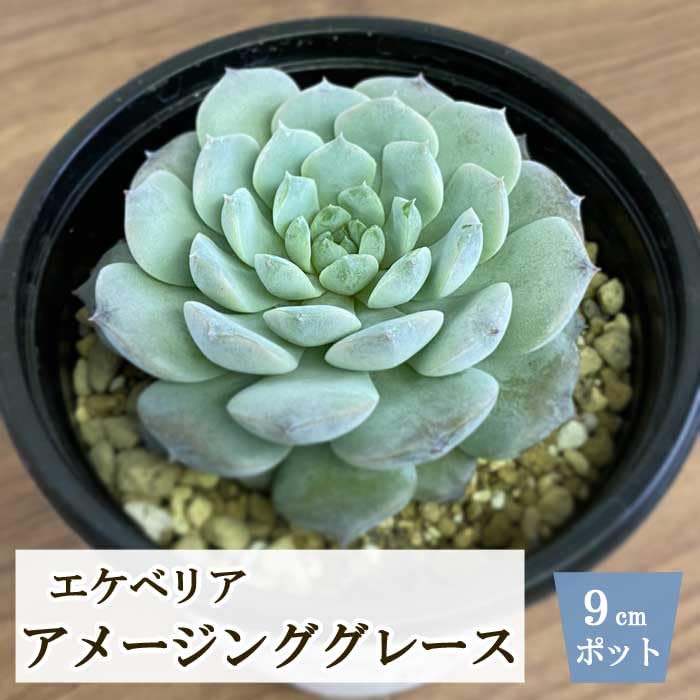 Top【選抜株】多肉植物 23273アメージング グレースHyb 105個 多肉植物