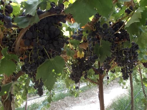 Image of Black Grape Live Plant a€ inch Sweet Seedless Hybrid Variety for Home Garden, Terrace & Balcony | Grafted Fruit Vine Tree for Organic Farming & Outdoor Growing | Healthy Angoor Plant