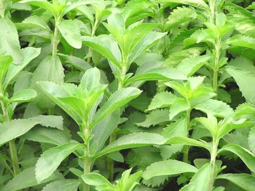 Image of Live Stevia Plant Seeds,Natural Sugar-Free Sweetener Herb, Easy-to-Grow Medicinal Plant for Home Garden, 1 Pack