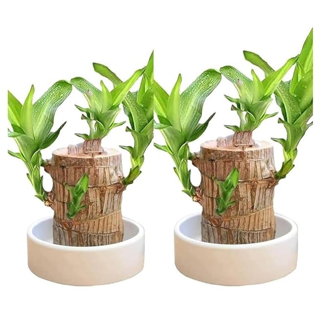 Cloud Farm Brazilian Lucky wood Live Plant (Pack of 2) | Good Luck Plant | Lucky Brazil Wood Plant | Healthy Indoor Feng Shui Plant For Home Decor | Brazilian Lucky Wood Without Leaves, CF_30 (B0DHPGT86P) Amazon Price History, Amazon Price Tracker