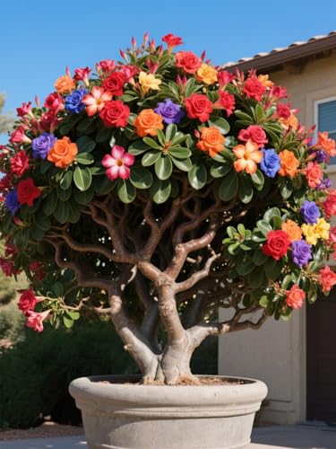 Vnuhgzs Tubérculos de Rosa del Desierto/Rosa del Desierto perenne Resistente/Decoración de macetas de jardín/Bajo Mantenimiento-1 Rizoma-A