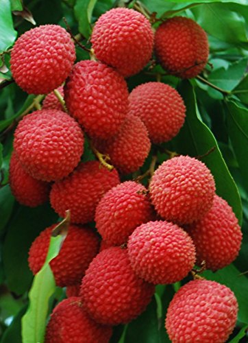 KC Commerce Premium Quality Lychee In Syrup EASY-OPEN CAN Product of THAILAND (Pack of 6)