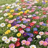 3000+ Mixed Daisy Seeds – Perennial – Non-GMO, Heirloom Flowers for Planting – Easy to Grow, Low Maintenance – Ideal for Garden Borders, Pots & Cut Flowers