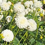 semillas de dahlia - semillas de silvestres jardín Decoraciones jardín exteriores balcón ornamentales Parterre variedades antiguas lugares soleados 450pcs