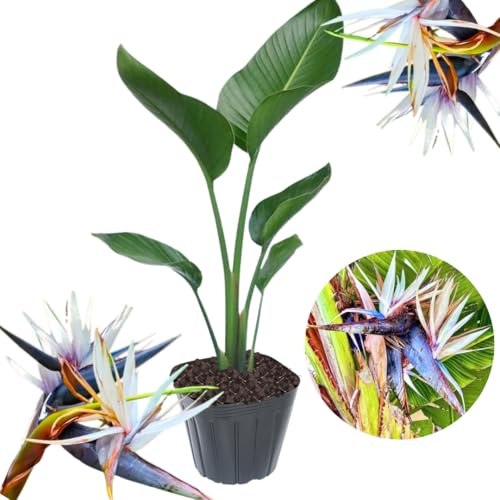 White Bird of Paradise Live Plant, Size 5-12” Tall, Strelitzia Reginae Houseplant Indoor Outdoor Tropical Plant