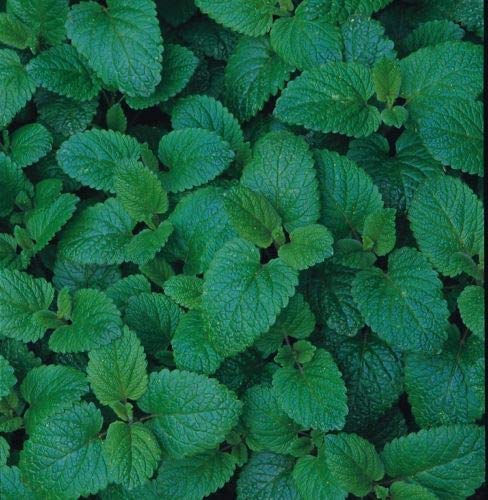 Herb Seeds - Lemonbalm - 3000 Seeds by Wafer