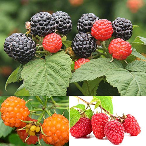 Portal Cool Rojo: 50 Nutritivos Gigantes sin espinas Negro Rojo Amarillo Frambuesa Semillas Fibra antioxidante