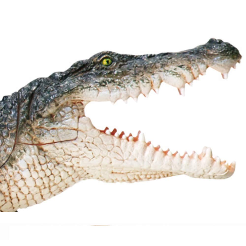 Amazon.co.jp: 人間の解剖学的モデルワニの解剖モデル4Dワニの臓器