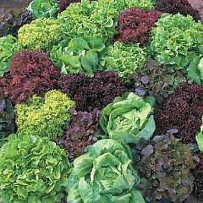 Seedscare India: Lettuce Mixed Combo-Iceberg, lollo Rosso, Grand Rapids, Romaine, Batavia, Prize Head, butterhead (7pkts/50+ Seeds Each) Super Collection
