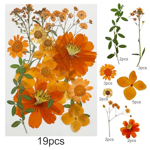 4 Pack Flores Secas Naturales para Resina y Manualidades miniatura 5