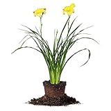 Crystal Tide Daylily - Size: 1 Gallon, Live Plant, Includes Special Blend Fertilizer & Planting Guide