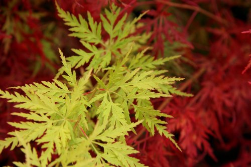 Upright Green Laceleaf 'Seiryu' Japanese Maple 3 - Year Live Plant #TOP7