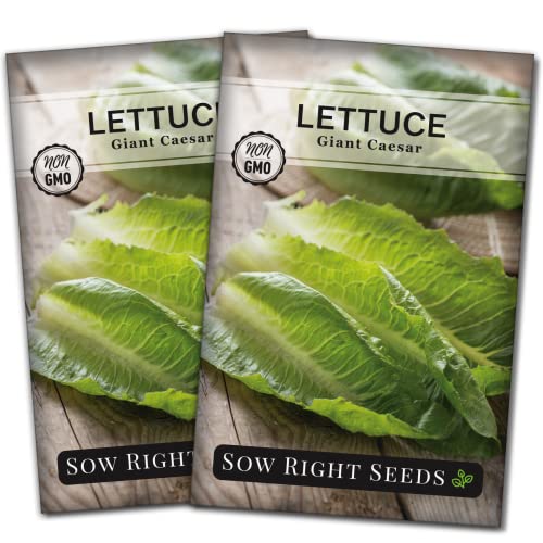 Sow Right Seeds - Giant Caesar Lettuce Seeds for Planting