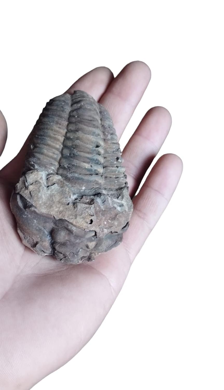 Trilobite N45