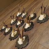 GTK - Geweihe & Trophäen KRUMHOLZ