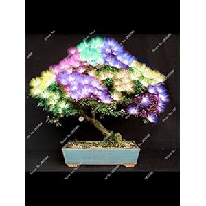 10 pezzi bonsai semi di fiori Albizia chiamato albero di seta Mimosa, fiori ornamentali semi facile crescere