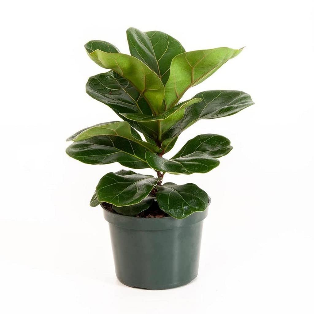 Creative Farmer Indoor Plant Large Fiddle Leaf Fig Tree, 6-Feet, Green By Nearly Natural Shrub, Indoor|Outdoor For Home & Garden (Healthy Live Plant) (B09L53HM4X) Amazon Price History, Amazon Price Tracker