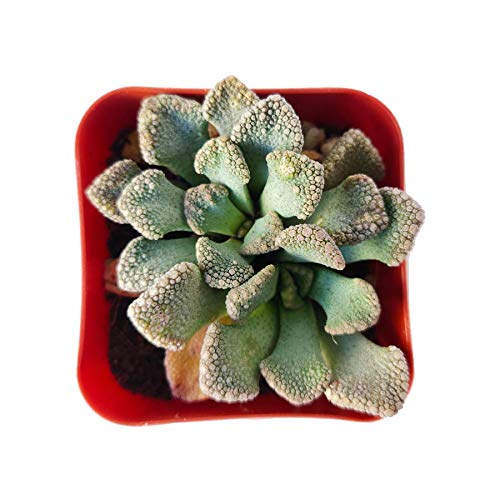 Titanopsis calcarea seeds - Buy online