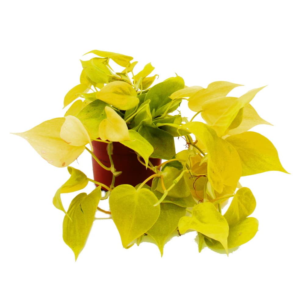 cotula plant Creeping Gold Buttons, Cotula Tiffindell Gold