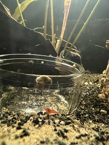 Generisch Blasenschnecken