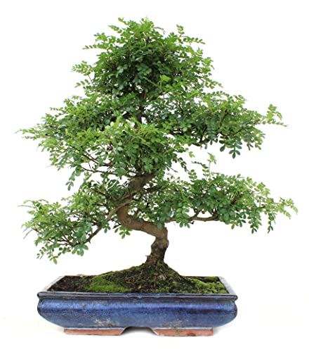 Bonsái de Falso Pimentero (Zanthoxylum Piperitum) Natural Árbor para el Interior del Hogar