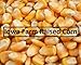 4 Pounds Whole Kernel Feed Corn - Made in USA - Make Corn Meal