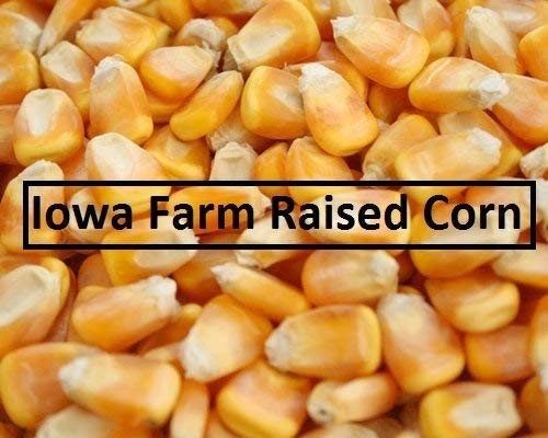 Miniatura 2 de Maíz amarillo de grano entero de 25 lb