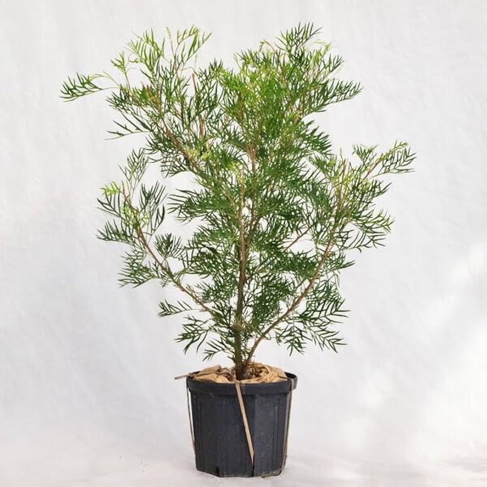 Amazon | 庭木・植木 グレビレア・ココナッツアイス / 8寸