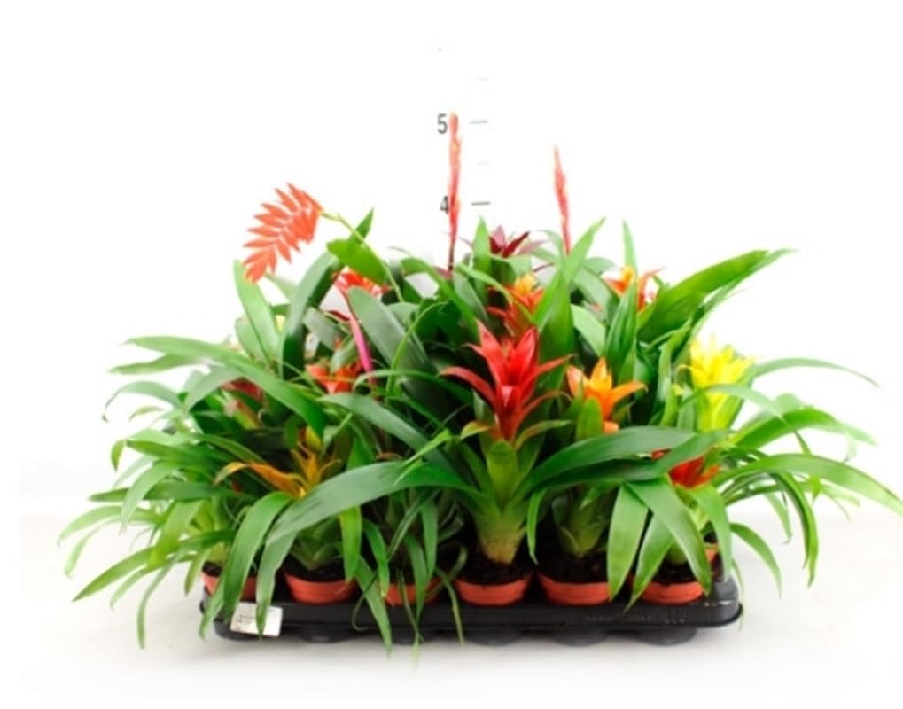 Pack de 6 Plantas naturales Bromelia Mix. Variadas. Segura Garden. Las bromelias son plantas de interior coloridas, purifican el aire, son fáciles de cuidar y toque tropical y elegante a tu hogar.