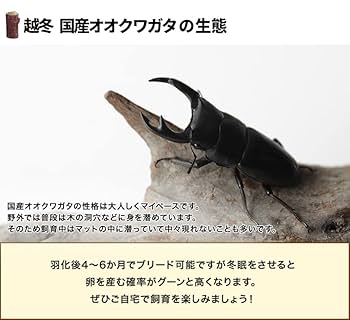 【野外品】滋賀県オオクワガタWD特大サイズ 野外品】滋賀県オオクワガタWD特大サイズ