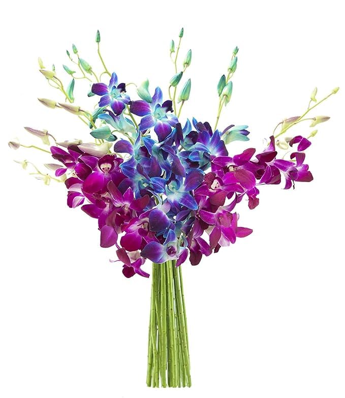 KaBloom Flowers - 10 Blue and 10 Purple Orchid without vase - Gift for Birthday, Sympathy, Anniversary, Get Well, Thank You, Valentine, Mothers Day Fresh Flowers
