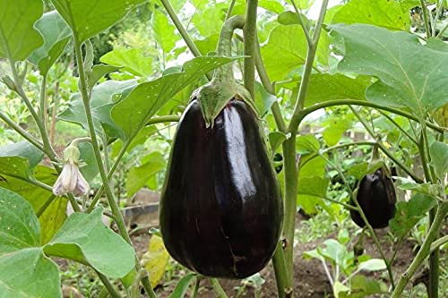 PlantaZee Live Brinjal - Baingan Round/GOL Vegetable Plant with Pot (B0B1V197M2) Amazon Price History, Amazon Price Tracker