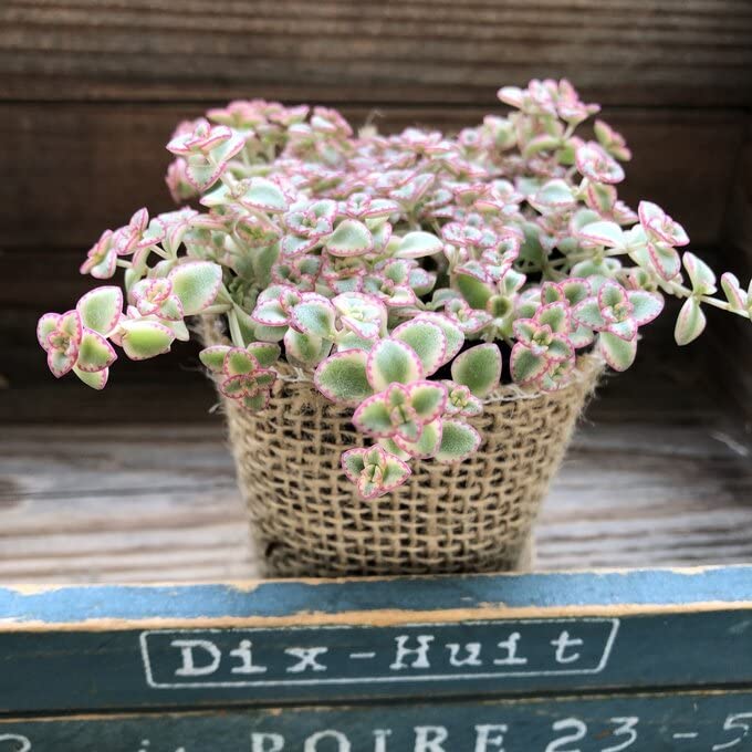 グレーとピンクの多肉植物*6 グレーとピンクの多肉植物*6