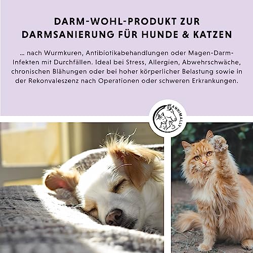 Annimally Hunde & Katzen Darmkur Pulver 250g I Darmsanierung Hund Katze Probiotika und Präbiotika zum Darmflora aufbauen - Ideal als Darmaufbau bei Durchfall, nach Wurmkur oder Magen Darm Infekt