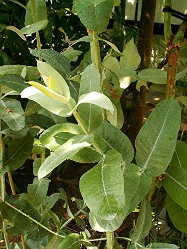 Heirloom 25 Tasmanian Blue Gum Tree / Eucalyptus Globulus Flower Seeds #TOP5